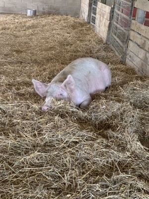 Sleeping pig at Farm Sanctuary in Watkins Glen
