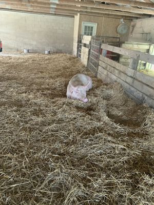 Happy pig at Farm Sanctuary in Watkins Glen