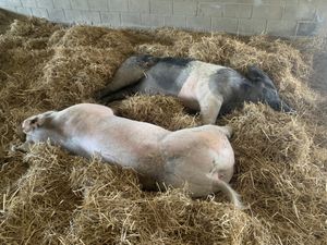 Couple at Farm Sanctuary in Watkins Glen
