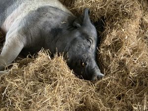 Happy pig at Farm Sanctuary in Watkins Glen