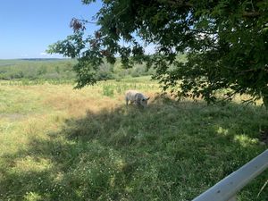 Outside pig at Farm Sanctuary in Watkins Glen