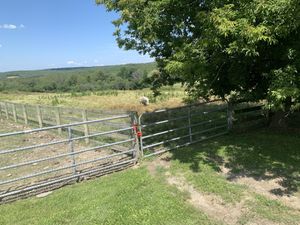 Pig at Farm Sanctuary in Watkins Glen