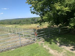 Pig at Farm Sanctuary in Watkins Glen