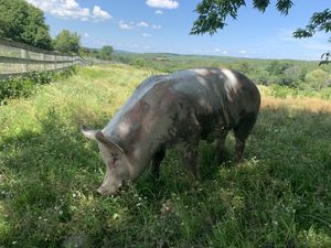 Pig at Farm Sanctuary in Watkins Glen