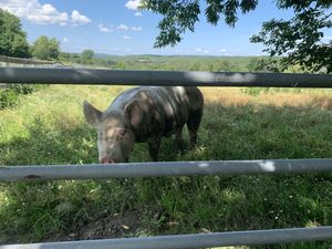 Pig at Farm Sanctuary in Watkins Glen
