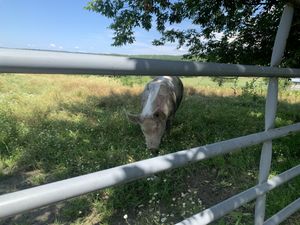 Pig at Farm Sanctuary in Watkins Glen