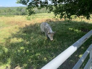 Pig at Farm Sanctuary in Watkins Glen