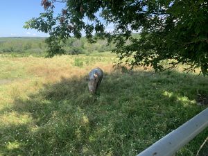 Oinker  at Farm Sanctuary in Watkins Glen
