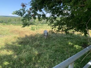 Pig at Farm Sanctuary in Watkins Glen