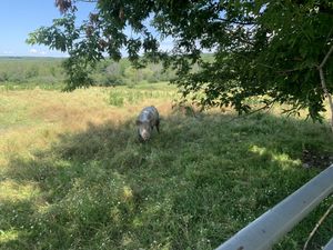 Pig at Farm Sanctuary in Watkins Glen