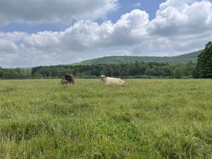   at Farm Sanctuary in Watkins Glen