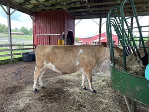   at Farm Sanctuary in Watkins Glen