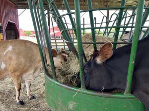   at Farm Sanctuary in Watkins Glen