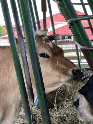   at Farm Sanctuary in Watkins Glen