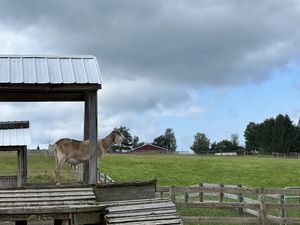   at Farm Sanctuary in Watkins Glen