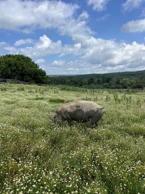 Pig in a field of flowers  at Farm Sanctuary in Watkins Glen