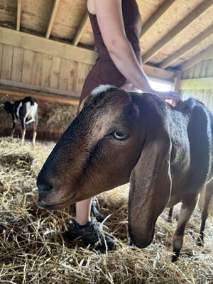   at Farm Sanctuary in Watkins Glen