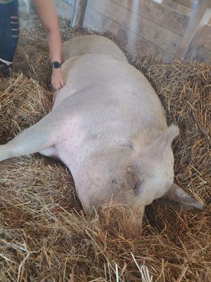  at Farm Sanctuary in Watkins Glen