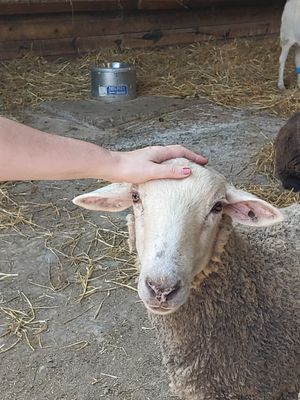  at Farm Sanctuary in Watkins Glen