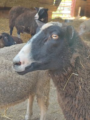  at Farm Sanctuary in Watkins Glen