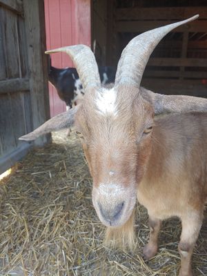  at Farm Sanctuary in Watkins Glen