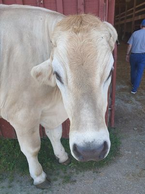  at Farm Sanctuary in Watkins Glen