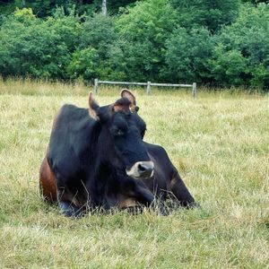  at Farm Sanctuary in Watkins Glen