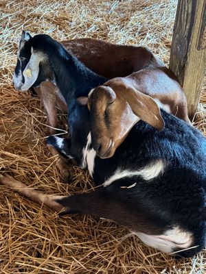  at Farm Sanctuary in Watkins Glen