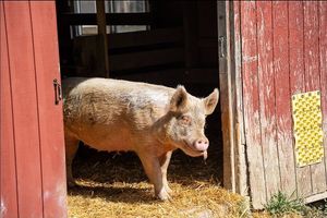  at Farm Sanctuary in Watkins Glen