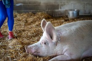  at Farm Sanctuary in Watkins Glen