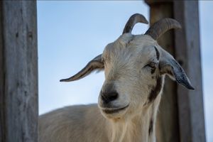  at Farm Sanctuary in Watkins Glen