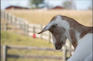  at Farm Sanctuary in Watkins Glen