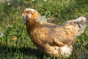  at Farm Sanctuary in Watkins Glen
