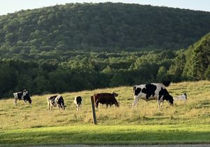 Good morning from the Special Needs Cattle pasture!  at Farm Sanctuary in Watkins Glen