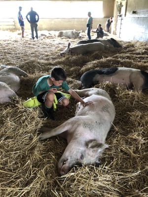 Belly rubs! at Farm Sanctuary in Watkins Glen