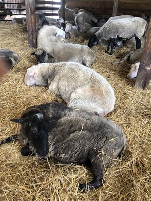 Sheeple barn. Lots of fans going on a hot day!  Everyone’s choosing to be inside, but they also have a huge pasture! at Farm Sanctuary in Watkins Glen