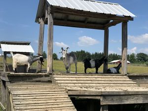 Goat playground! at Farm Sanctuary in Watkins Glen