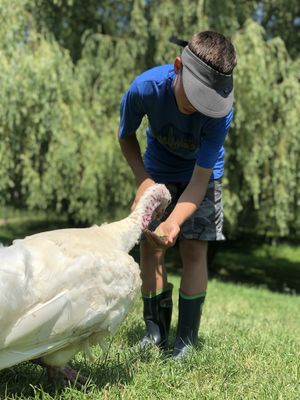 Turkey time :) at Farm Sanctuary in Watkins Glen