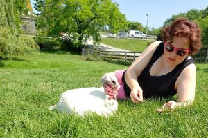 Picking clover for my new friend. at Farm Sanctuary in Watkins Glen
