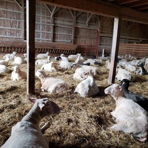Sheep hanging in the barn at Farm Sanctuary in Watkins Glen