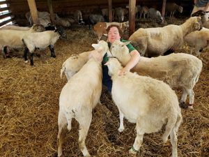 Sheep beggin for love from me. at Farm Sanctuary in Watkins Glen
