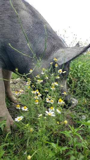 Pig grazin at Farm Sanctuary in Watkins Glen