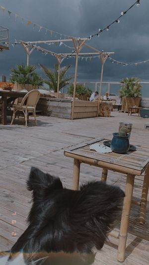 Super hond vriendelijk ook!  at Pele Surf Shack in Hook Of Holland