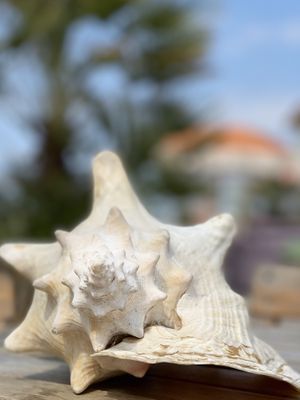   at Pele Surf Shack in Hook Of Holland