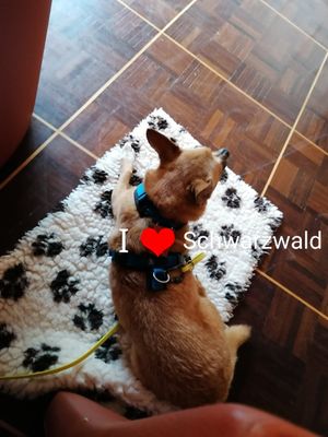 Hunde sind im Kaminzimmer und draußen erlaubt und werden sehr freundlich behandelt at Holzschuh's Schwarzwaldhotel in Baiersbronn