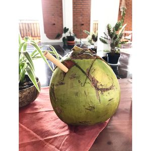 Young Coconut - Kelapa Muda at Urban Jungle in Ubud