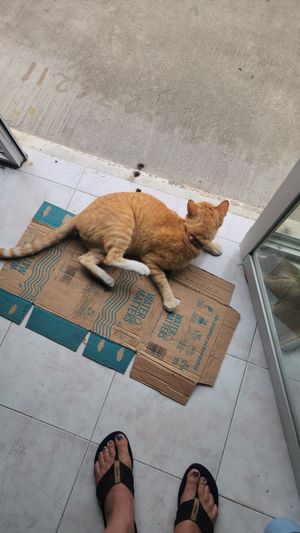 Friendly cat who came to visit - what more could a vegan want? at El Bajón Vegano in Tulum