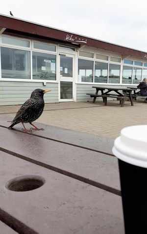  at Hiker Cafe in Bournemouth