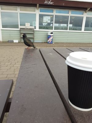 Starlings- do not feed! at Hiker Cafe in Bournemouth
