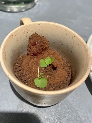 Rozey’s garden  at Rozey in Rotterdam